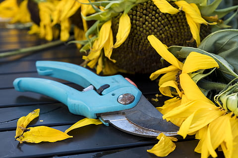 teal, pruning, shears, beside, sunflower, autumn, scissors, pruning shears, tool, gardening, garden, garden tools, flower, sun flower, flowers, withered, yellow, no people, close-up, blue, focus on foreground, outdoors, protective glove, day, hand tool, protection, nature, work tool, protective workwear, still life, water, washing up glove, plant, flowering plant, equipment, 5K, CC0, public domain, royalty free