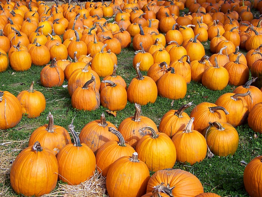 græskar, efterår, orange, gul, frugter, spredt, anbragt, arrangement, jord, etage, høst, festival, dekorative, taksigelse, mad, sund og rask, spiselige, orange farve, halloween, mad og drikke, grøntsag, stor gruppe af objekter, overflod, fest, landbrug, dag, ingen mennesker, natur, friskhed, sund kost, Mark, udendørs, plante, 2K