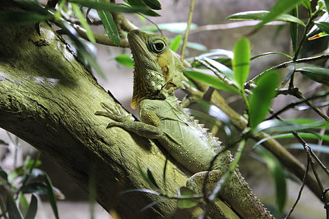 Ast, grüne Eidechse, zentriert, Grün, Eidechse, suchen, Reptil, klein, starrte, Tier, Natur, Tierwelt, Baum, tropisches Klima, grüne Farbe, Nahansicht, Tiere und Haustiere, ein Tier, Tiere in freier Wildbahn, Tierthemen, Tag, Wirbeltier, Pflanze, Pflanzenteil, keine Leute, Blatt, Fokus auf den Vordergrund, draußen, Leguan, 5K, CC0, gemeinfrei, lizenzfrei