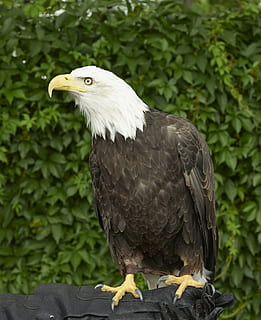 ørn, skaldet, perched, raptor, fugl, natur, træ, amerikansk, symbol, fjer, dom, majestætisk, vinger, rovdyr, fange, indelukke, leder, Hvidhovedet havørn, ørn - fugl, rovfugl, dyreliv, dyr, USA, næb, dyr i naturen, kødædende, dyre temaer, hvirveldyr, et dyr, dag, ingen mennesker, fokus på forgrunden, plante, udendørs, perching, 1080P, CC0, offentligt domæne, royaltyfrie
