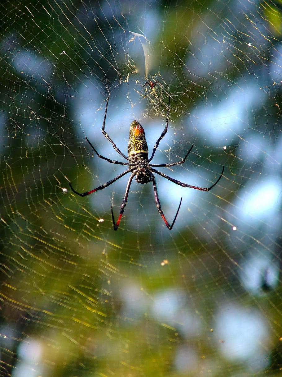 edderkop, netværk, spindelvæv, arachnid, anstrengte netværk, edderkoppespind, hvirvelløse, dyre temaer, dyr i naturen, dyr, dyreliv, et dyr, insekt, skrøbelighed, tæt på, leddyr, fokus på forgrunden, dyr ben, ingen mennesker, dyr kropsdel, overlevelse, sårbarhed, spinding, web, udendørs, kompleksitet, 2K