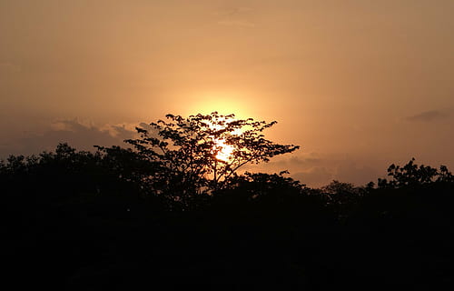 posta de sol, Sol ponent, cel, Índia, arbre, planta, bellesa a la natura, tranquil·litat, silueta, escena tranquil·la, naturalesa, cap gent, escenics - natura, sol, idíl·lic, llum solar, medi ambient, escena no urbana, color taronja, a l'aire lliure, creixement, núvol - cel, arbre d’arbre, pi, 4K, CC0, domini públic, lliure de regalies
