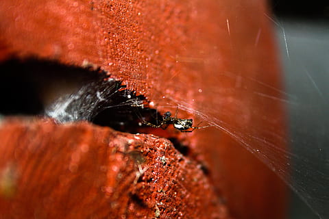 aranya, casa de camp, estiu, error, temes d'animals, animals a la natura, un animal, fauna animal, animal, invertebrat, insecte, primer pla, enfocament selectiu, aràcnids, naturalesa, cap gent, dia, artròpode, vermell, rastreig, a l'aire lliure, part del cos dels animals, crustaci, petit, marí, 2K, CC0, domini públic, lliure de regalies