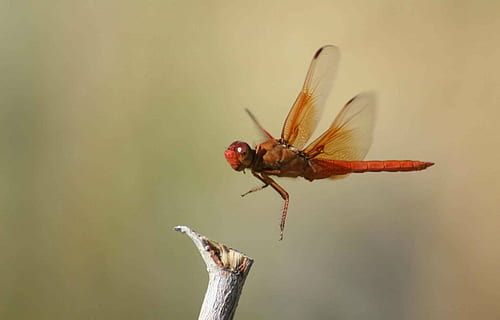 Jeruk, capung, cabang pohon, skimmer api, serangga, bug, Libellula jenuh, penerbangan, merapatkan, makro, merah, margasatwa, alam, potret, cabang, invertebrata, binatang di alam liar, satwa liar hewan, hewan, tema binatang, satu binatang, sayap binatang, fokus pada latar depan, tidak ada orang, hari, di luar rumah, menanam, keindahan di alam, ilmu hewan, fokus selektif, terbang, batang tanaman, 1080P, CC0, domain publik, bebas royalti