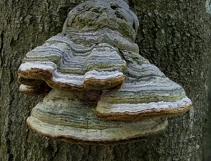 burete, copac, pădure, nici o persoana, zi, animale tematice, în aer liber, a închide, artă și sculptură, ambarcațiune, creativitate, reprezentare, trunchi de copac, sculptură, trompă, reprezentare umană, texturată, vechi, arhitectură, sculptură - produs de artizanat, plantă, statuie, asemănarea bărbaților, să se concentreze asupra primelor elemente, 2K, CC0, domeniu public, fără drepturi de autor
