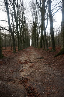 chemin, forêt, la nature, arbre, des arbres, chemin forestier, route, randonnée, paysage, l'automne, Buitenweg, sentier pédestre, parc, environnement, sentier, des bois, direction, la voie à suivre, terre, plante, tranquillité, tronc, tronc d'arbre, journée, personne, scène tranquille, perspective décroissante, arbre nu, scène non urbaine, croissance, saleté, beauté dans la nature, en plein air, bordé d'arbres, 5K, CC0, domaine public, libre de droits