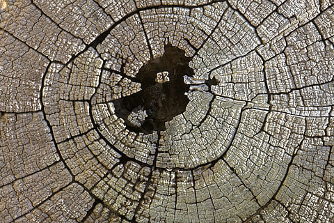 textura, log, dřevo, vzor, Příroda, hnědý, střih, kruh, prsten, pařez, prasklý, kůra, texturou, pozadí, strom, celý rám, nikdo, strom prsten, detail, den, dřevo - materiál, přírodní vzor, rostlina, venku, kmen stromu, poškozen, hrubý, soustředný, efekt, 1080P, CC0, veřejná doména, bez autorských práv