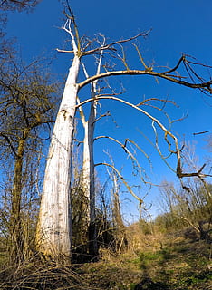 arbre, vell, naturalesa, arbre vell, bosc, fusta, kahl, mort, registre, planta morta, estètic, nodrit, trencat, arbre mort, paisatge, branca, blau, cel, desert, bon temps, cel blau, primavera, infern, blanc, a l'aire lliure, planta, tranquil·litat, terra, cap gent, dia, bellesa a la natura, cel clar, herba, escena tranquil·la, arbre nu, creixement, llum solar, escenics - natura, tronc, vista d’angle baix, 2K, CC0, domini públic, lliure de regalies