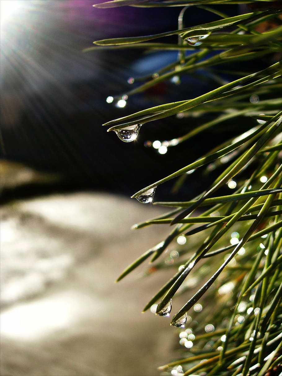 dug, sol, dråber, nåle, dugdråbe, vand, fyrretræ, træ, regndråbe, dug-drop, vanddråbe, natur, grøn farve, plante, dråbe, vækst, tæt på, fokus på forgrunden, våd, skønhed i naturen, ingen mennesker, dag, selektiv fokusering, sollys, ro, udendørs, nål - plante del, græsblad, nåletræ, renhed, 2K