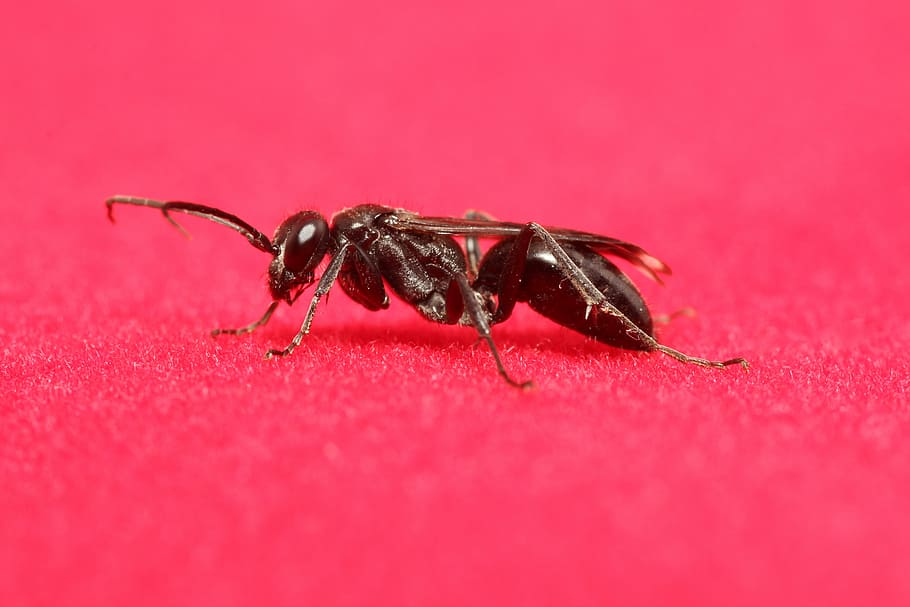 insecte, animal, tancar, macro, papallona, marró, escarabat, ala, formiga, sonda, volar, insecte de vol, gatejar, invertebrat, temes d'animals, fauna animal, animals a la natura, un animal, primer pla, vermell, cap gent, naturalesa, artròpode, a l'interior, tir de l'estudi, enfocament selectiu, aràcnids, zoologia, cames d’animal, 4K