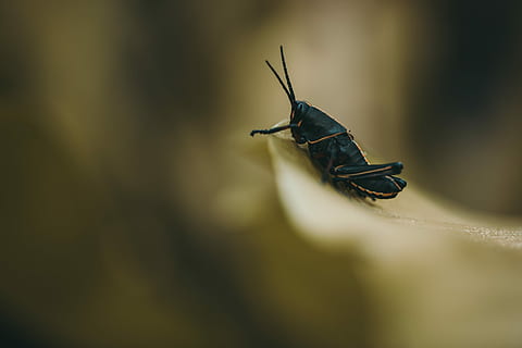 overfladisk, fokus fotografering, sort, cricket, selektiv, perched, Brun, blad, makro, larve, insekt, makro foto, grøn, rygsæk, humørsyg, humør, sommerfugl, livsstil, busken, vild, landskab, slug, træ, makrofotografering, eventyr, hvirvelløse, dyre temaer, dyr, dyreliv, et dyr, dyr i naturen, tæt på, selektiv fokusering, dyr kropsdel, natur, dag, ingen mennesker, dyrefløj, fokus på forgrunden, udendørs, dyr antenne, sort farve, ekstrem nærbillede, dyr øje, 2K, CC0, offentligt domæne, royaltyfrie
