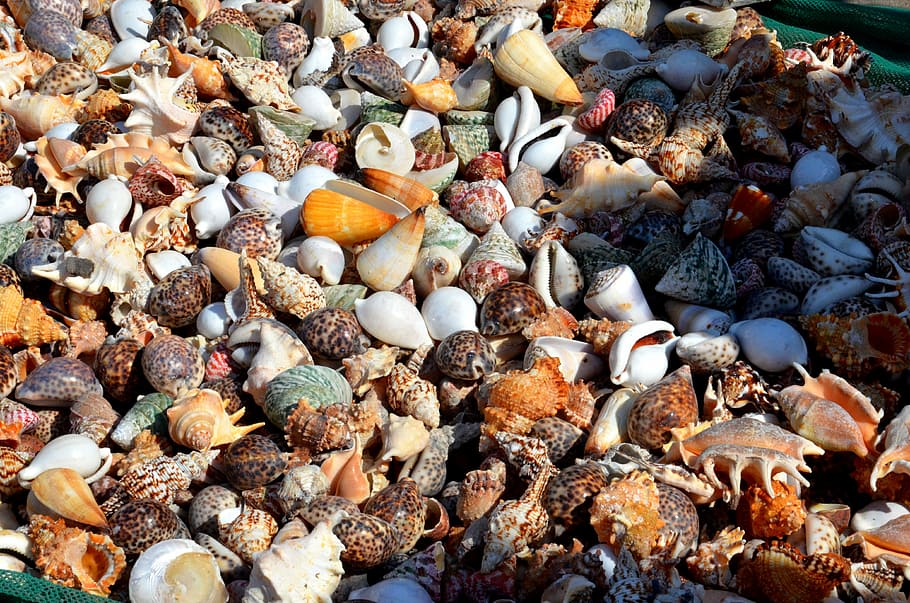 musclos, molts, quantitativa, color, petxines de musclos, estructura, imatge de fons, embolic, colorit, platja, mar, aigua, Costa, textura, festa, naturalesa, record, memòria, ombra, illa, vacances, terra, marc complet, cap gent, dia, gran grup d'objectes, abundància, fauna animal, vista d’angle alt, shell, fons, sòlid, rock, animal, pedra, closca d’animals, petxina de mar, pedra - objecte, còdols, a l'aire lliure, marí, 4K