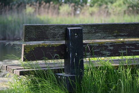 bank, musing, rest, nature, wood - Material, grass, outdoors, summer, boundary, barrier, fence, plant, no people, day, safety, security, protection, field, land, water, growth, green color, focus on foreground, tranquility, wooden post, post, 5K, CC0, public domain, royalty free