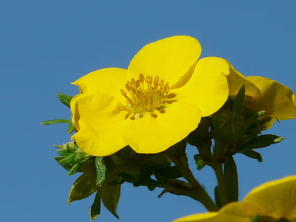 ดอกไม้, สีเหลือง, ปิด, แมโคร, ไม้พุ่มนิ้ว, พุ่มไม้, dasiphora fruticosa, กั้น, potentilla fruticosa, dasiphora, ฤดูร้อนสีเขียว, สีเหลืองทอง, ไม้พุ่มห้านิ้ว, นิ้วทอง, พรมทองคำ, ไม้พุ่มดอก, พุ่มไม้ป้องกันความเสี่ยง, สีพื้นหลัง, ธรรมชาติ, ปลูก, ใกล้ชิด, ไม้ดอก, ความบอบบาง, ความอ่อนแอ, ความสด, กลีบดอกไม้, ความงามในธรรมชาติ, หัวดอกไม้, ท้องฟ้า, ช่อดอก, การเจริญเติบโต, ฟ้าโปร่ง, สีน้ำเงิน, ไม่มีคน, วัน, กลางแจ้ง, เรณู, ดอกทานตะวัน, กลีบเลี้ยง, 2K, CC0, โดเมนสาธารณะ, ค่าลิขสิทธิ์ฟรี