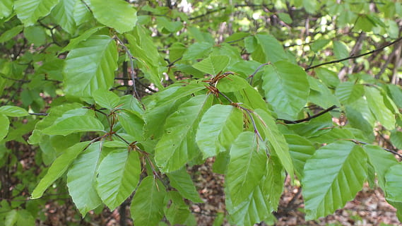 Kofferraum, Baum, Wald, Natur, die Rinde, konary, Pflanzenteil, Blatt, Pflanze, Wachstum, grüne Farbe, Schönheit in der Natur, Tag, keine Leute, Essen und Trinken, Nahansicht, Lebensmittel, Ast, Fokus auf den Vordergrund, draußen, Botanik, Frische, Obst, Land, Plantage, 4K, CC0, gemeinfrei, lizenzfrei