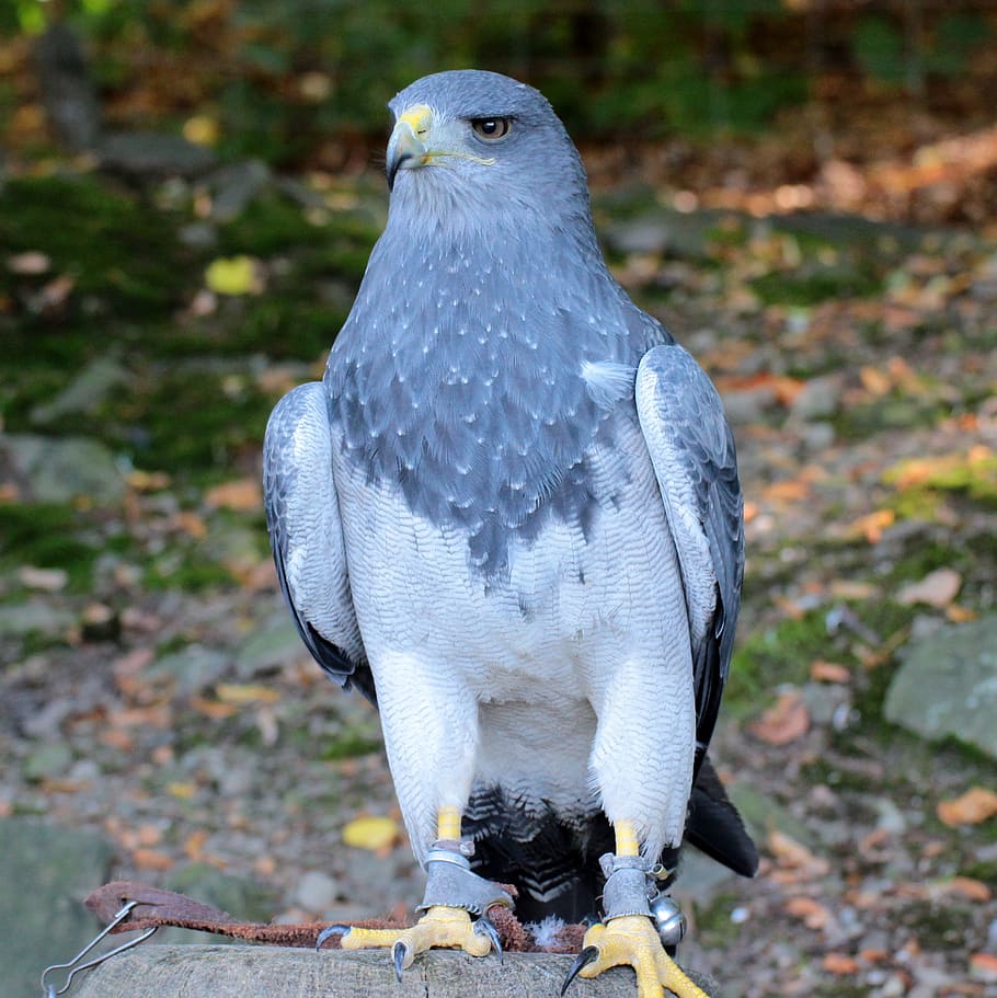 uccello, predatore, natura, aquila, avvicinamento, volare, becco, selvaggio, animali, temi animali, animale, fauna selvatica, animali allo stato selvatico, vertebrato, un animale, giorno, uccello rapace, concentrarsi sulle conoscenze acquisite, nessuno, appollaiati, guardando lontano, analizzare, cercare, guardare, all'aperto, lunghezza intera, terra, campo, falco - uccello, 2K