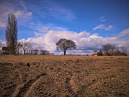 landscape, trees, sky, clouds, spring in air, cloud - sky, bare tree, nature, tree, outdoors, scenics, day, no people, land, field, tranquil scene, tranquility, environment, scenics - nature, plant, beauty in nature, agriculture, non-urban scene, rural scene, remote, arid climate, 4K, CC0, public domain, royalty free