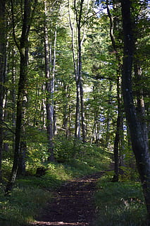 bosc, Camí, naturalesa, arbres, lluny, camí forestal, arbre, escena tranquil·la, tranquil·litat, cap gent, planta, terra, tronc de l'arbre, tronc, bellesa a la natura, creixement, dia, color verd, a l'aire lliure, escenics - natura, escena no urbana, llum solar, exuberant fullatge, ruta, 5K, CC0, domini públic, lliure de regalies