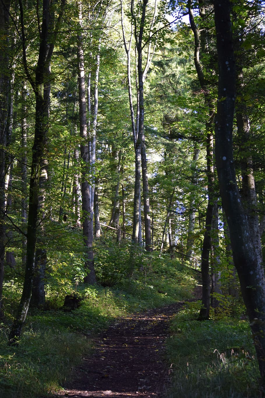 bosc, Camí, naturalesa, arbres, lluny, camí forestal, arbre, escena tranquil·la, tranquil·litat, cap gent, planta, terra, tronc de l'arbre, tronc, bellesa a la natura, creixement, dia, color verd, a l'aire lliure, escenics - natura, escena no urbana, llum solar, exuberant fullatge, ruta, 5K