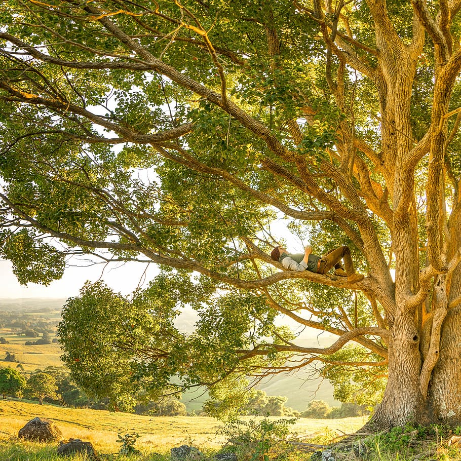 persona, estirat, verd, tronc d'arbre de fulla, fulla verda, tronc de l'arbre, arbre, naturalesa, a l'aire lliure, paisatge, bosc, escenics, tardor, full, cap gent, groc, parc - l'home va fer espai, dia, planta, creixement, bellesa a la natura, tranquil·litat, branca, terra, escena tranquil·la, tronc, vista d’angle baix, color verd, escenics - natura, llum solar, cel, copa de l'arbre, 5K
