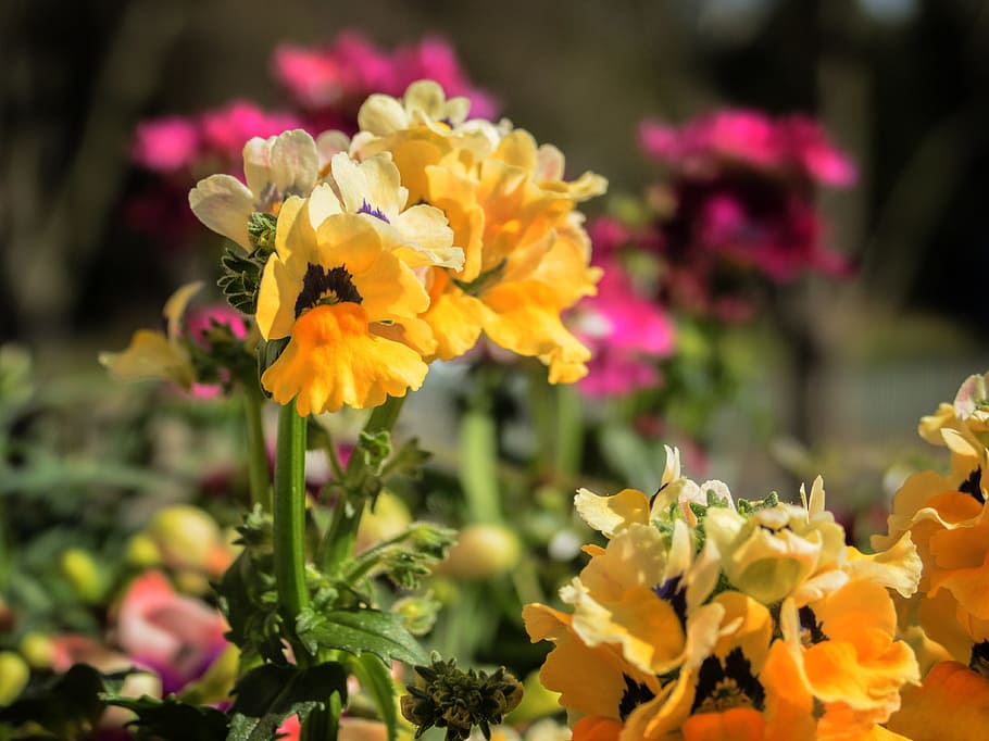 mirall d’elf, nemesia, primavera, flors, balcó, flor, planta amb flors, bellesa a la natura, planta, frescor, vulnerabilitat, fragilitat, primer pla, pètal, groc, cap de flor, creixement, inflorescència, naturalesa, multicolor, cap gent, centrar-se en primer pla, enfocament selectiu, a l'aire lliure, botànica, arranjament floral, Ram de flors, bouquet, llit de flors, 4K