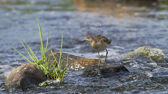 fallar, pájaro, piedra, rápidos, agua, río, Puurijärvi, temas de animales, animal, fauna animal, animales en la naturaleza, vertebrado, un animal, naturaleza, roca - objeto, rock, sólido, día, nadie, lago, posado, centrarse en primer plano, playa, al aire libre, Gaviota, 4K, CC0, dominio público, libre de derechos