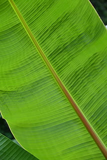 Blatt, Struktur, Pflanze, Palme, Grün, Palmblatt, hellgrün, Palmwedel, Farn, Fächerpalme, Hintergrund, Makro, große blätter, Palmenblätter, Natur, grüne Farbe, Nahansicht, tropisches Klima, Hintergründe, Frische, Baum, Muster, Sommer-, abstrakt, Wachstum, Botanik, Wald, Banane, Bananenblatt, keine Leute, Pflanzenteil, Blätter, Schönheit in der Natur, natürliches Muster, Tag, Blattvene, Vollbild, draußen, Fokus auf den Vordergrund, 5K, CC0, gemeinfrei, lizenzfrei