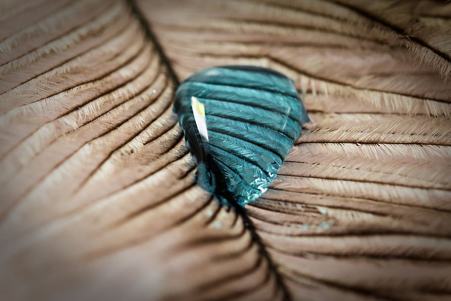 strauss spring, gocciolare, piuma, vicino, macro, sfondo, goccia d'acqua, struttura, piuma d'uccello, liquido, avvicinamento, messa a fuoco selettiva, nessuno, in casa, fotogramma intero, modello, sfondi, natura morta, strutturato, tessile, vecchio, morbidezza, blu, arte e artigianato, multicolore, creatività, vista dall'alto, variazione, Marrone, 4K