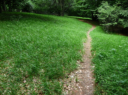 sentiero, lontano, sentiero nel bosco, pista, wegchen, escursione, escursioni a piedi, percorso migratorio, verde, prato, natura, pianta, colore verde, erba, crescita, la tranquillità, bellezza nella natura, nessuno, scena tranquilla, albero, giorno, terra, scenics - natura, la strada davanti, paesaggio, all'aperto, direzione, campo, fogliame lussureggiante, 4K, CC0, dominio pubblico, privo di copyright