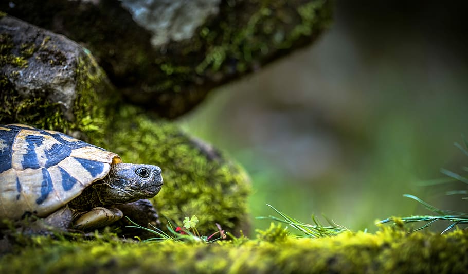 selectiu, focus, gris, blau, tortuga, paisatge, naturalesa, animal, rèptil, temes d'animals, fauna animal, herba, vertebrats, planta, un animal, animals a la natura, enfocament selectiu, terra, a l'aire lliure, rock, cap gent, rock - object, primer pla, medi ambient, nivell superficial, closca de tortuga, 5K