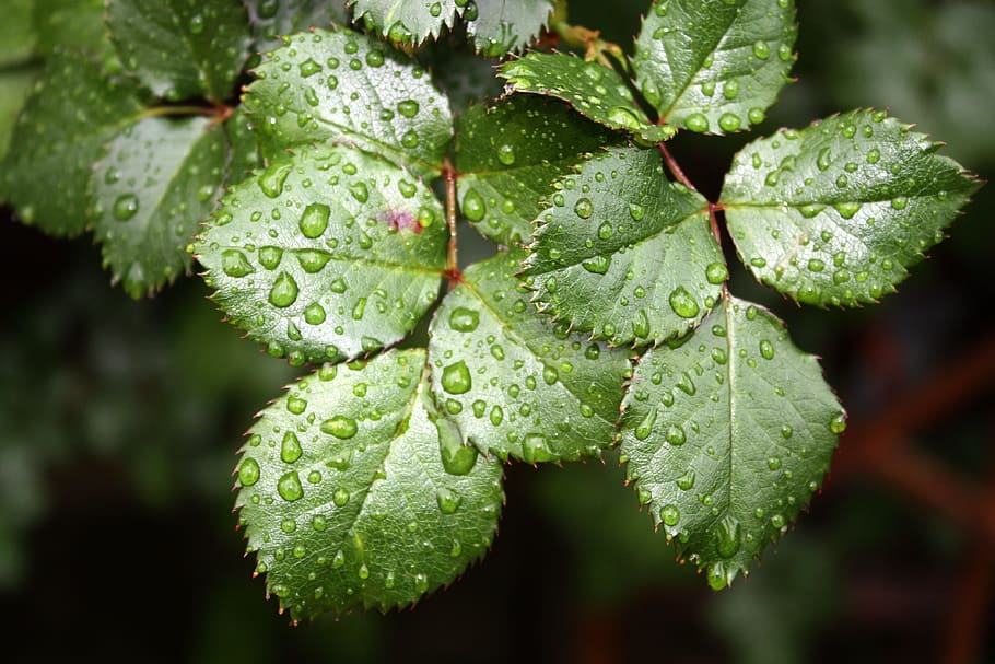 natur, blad, regndråber, tæt på, rosenblad, vanddråber, grøn farve, plante del, plante, mad og drikke, vækst, mad, friskhed, ingen mennesker, frugt, vand, dråbe, skønhed i naturen, våd, dag, fokus på forgrunden, sund kost, udendørs, dug, regndråbe, 4K