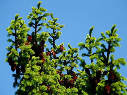 pinjekegler, hanen, træ, nåletræ, fælles gran, picea abies, rød gran, gran, Picea, plante, himmel, vækst, grøn farve, skyfri himmel, blå, natur, lav vinkel visning, dag, skønhed i naturen, ingen mennesker, udendørs, sollys, blad, ro, plante del, afdeling, scenics - natur, dyr i naturen, 2K, CC0, offentligt domæne, royaltyfrie
