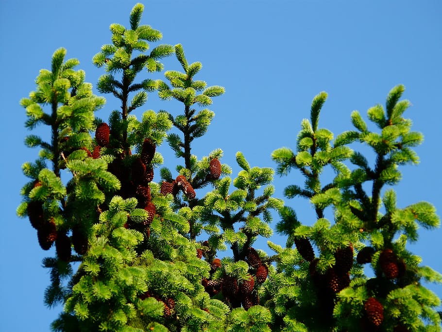 pigne, rubinetto, albero, conifera, abete rosso comune, picea abies, abete rosso, Picea, pianta, cielo, crescita, colore verde, cielo sereno, blu, natura, Inquadratura dal basso, giorno, bellezza nella natura, nessuno, all'aperto, luce del sole, foglia, la tranquillità, parte vegetale, ramo, scenics - natura, animali allo stato selvatico, 2K