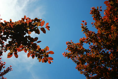 le foglie, natura, cielo, alberi, foglia, albero, autunno, giallo, ramo, stagione, all'aperto, foresta, pianta, bellezza nella natura, Inquadratura dal basso, crescita, nessuno, parte vegetale, la tranquillità, giorno, blu, cielo sereno, frutta, colore arancione, modificare, 5K, CC0, dominio pubblico, privo di copyright