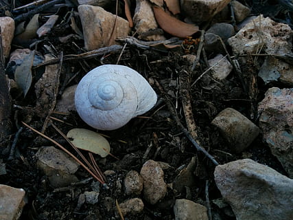 snail, nature, shell, shells, snails, earth, autumn, no people, land, mollusk, animal shell, high angle view, close-up, field, gastropod, day, leaf, animal, animal wildlife, invertebrate, plant part, solid, plant, animal themes, outdoors, 2K, CC0, public domain, royalty free