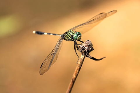 libèl·lula, error, insecte, volar, salvatge, verd, natural, invertebrat, fauna animal, temes d'animals, animals a la natura, animal, ala dels animals, primer pla, un animal, centrar-se en primer pla, naturalesa, cap gent, planta, branca, dia, a l'aire lliure, senyoreta, vista lateral, tija de la planta, pal - part de la planta, ull d’animals, 4K, CC0, domini públic, lliure de regalies