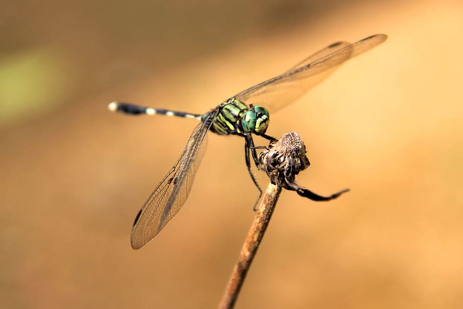 libèl·lula, error, insecte, volar, salvatge, verd, natural, invertebrat, fauna animal, temes d'animals, animals a la natura, animal, ala dels animals, primer pla, un animal, centrar-se en primer pla, naturalesa, cap gent, planta, branca, dia, a l'aire lliure, senyoreta, vista lateral, tija de la planta, pal - part de la planta, ull d’animals, 4K