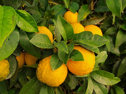 nuotrauka, oranžinė, vaisiai, citrinos, medis, laukiniai, citrusiniai vaisiai, maisto, augalų, auga, subrendęs, šviežias, Žemdirbystė, derlius, atogrąžų, geltona, lauke, kaime, lapai, augalų dalis, sveika mityba, Maistas ir gėrimai, šviežumas, augimą, Citrusinis vaisius, oranžinė spalva, žalia spalva, vaismedis, pobūdį, Iš arti, apelsinų medis, nėra žmonių, gerovę, oranžinis vaisius, 1080P, CC0, Viešasis domenas, nemokamai