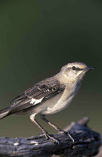 polyglottos, mimus, galva, Strazdas giesmininkas, šiaurėje, paukščių, gyvūnams, fauna, paukštis, gyvūnas, pobūdį, laukinės gamtos, spalvotas vaizdas, snapas, žvirblis, gyvūnų temos, gyvūnų gyvūnija, stuburiniai, vienas gyvūnas, perching, nėra žmonių, Iš arti, sutelkti dėmesį į naujas žinias, medis, dieną, filialas, lauke, mediena - medžiaga, ieško, visas ilgis, gyvūnų akis, 2K, CC0, Viešasis domenas, nemokamai