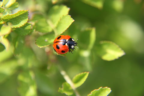 marieta, escarabat, primavera, insecte, invertebrat, animal, temes d'animals, fauna animal, un animal, animals a la natura, primer pla, planta, naturalesa, bellesa a la natura, color verd, enfocament selectiu, cap gent, dia, part de la planta, full, tacat, a l'aire lliure, petit, 4K, CC0, domini públic, lliure de regalies