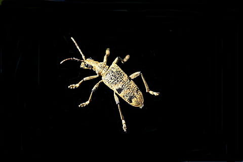 gândac, insectă, macro, natură, un animal, Fundal negru, animale sălbatice, animale tematice, noapte, animal, animale în sălbăticie, nevertebrat, nici o persoana, a închide, spațiu copie, întuneric, zoologie, lungime totală, studio shot, artropod, în interior, partea corpului animalului, 4K, CC0, domeniu public, fără drepturi de autor