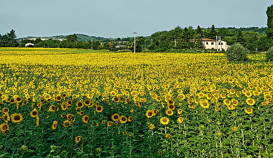 Sonnenblumen, Landschaft, Frühling, Landwirtschaft, Natur, ländliche Szene, Feld, Gelb, Bauernhof, Blume, Raps, Sommer-, Sonnenblume, Pflanze, draußen, Land, blühende Pflanze, Wachstum, Schönheit in der Natur, Umgebung, Ernte, Himmel, Szenen - Natur, die Architektur, Frische, Gebäude, keine Leute, Blütenkopf, 2K, CC0, gemeinfrei, lizenzfrei