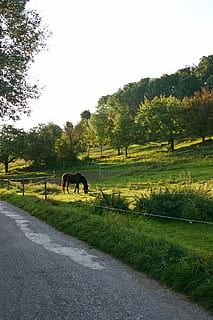 hest, kopling, beitemark, paddock, gresse, eng, dyr, høst, grønn, borte, kjørefelt, sol, fredelig, jordbruk, Reiterhof, natur, landlige scene, tre, utendørs, gård, landskap, anlegg, pattedyr, dyre temaer, innenlands, husdyr, kjæledyr, virveldyr, gress, himmel, ett dyr, felt, land, vei, transport, grønn farge, vekst, ingen folk, planteetende, 2K, CC0, offentlig domene, opphavsrett gratis