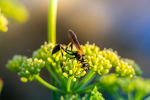 bi, insekt, natur, makro, tæt på, dyr, sommer, plante, grøn farve, gul, blomst, udendørs, hvirvelløse, dyreliv, skønhed i naturen, dyre temaer, dyr i naturen, blomstrende plante, friskhed, skrøbelighed, sårbarhed, et dyr, selektiv fokusering, fokus på forgrunden, blomsterhoved, forår, ingen mennesker, bestøvning, forstørrelse, 4K, CC0, offentligt domæne, royaltyfrie