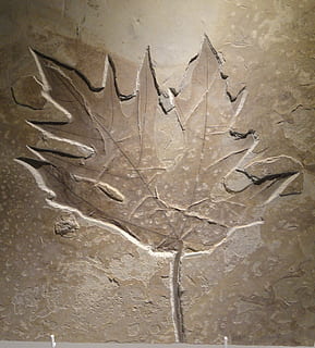 Acer, hoja, eoceno, imprimir, forma, fósiles, planta, extinto, parte de la planta, nadie, pared - característica de la construcción, de cerca, seco, naturaleza, cambio, adentro, vulnerabilidad, fragilidad, estructura construida, arquitectura, creatividad, día, pared, belleza en la naturaleza, Arte y artesanía, hojas, 2K, CC0, dominio público, libre de derechos