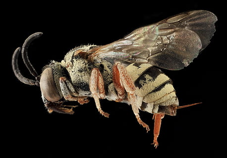 yellow, black, bee, closeup, photo, insect, macro, profile, mounted, wildlife, nature, honeybee, wings, fly, epeolus minimus, u s geological survey, animal themes, animal, black background, one animal, studio shot, invertebrate, animal wildlife, animals in the wild, close-up, no people, arthropod, indoors, animal body part, animal wing, zoology, cut out, animal eye, animal leg, butterfly - insect, 2K, CC0, public domain, royalty free