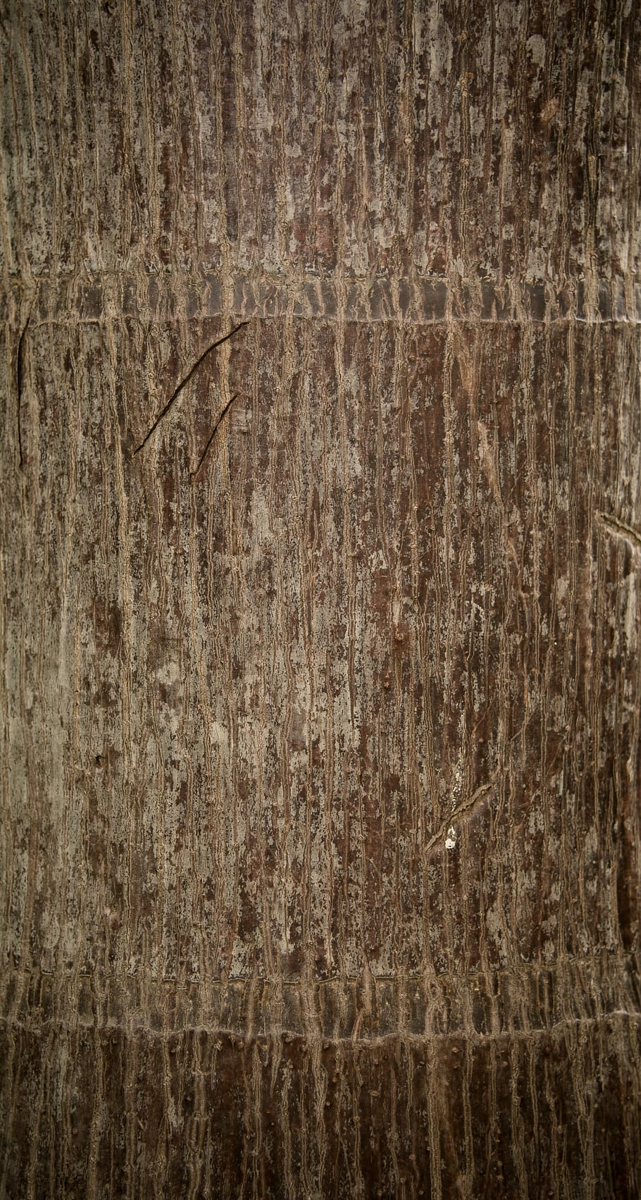 resum, envelliment, fons, escorça, marró, primer pla, disseny, detall, bosc, natural, naturalesa, vell, palmell, patró, planta, aspre, superfície, textura, arbre, tronc, vertical, vintage, fusta, marc complet, material de fusta, gra de fusta, cap gent, efecte texturat, tauler, a l'interior, material, fons de colors, espatllat, vinyeta, antiguitat, fosc, en blanc, 5K