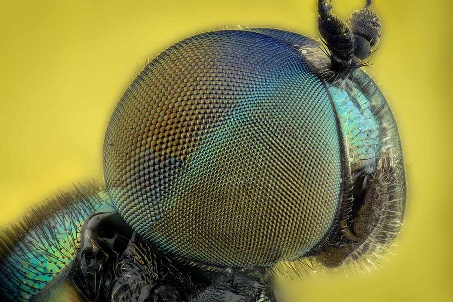 Makrofotografie, Insektenauge, Insekt, Augen, Makro, Fehler, Farben, Grün, fliegen, extreme Nahaufnahme, Stereo, Tierauge, Tierkörperteil, Tierthemen, Stapel, Tierkopf, Nahansicht, Tier, farbiger Hintergrund, wirbellos, Tierflügel, ein Tier, Tierantenne, Vergrößerung, Gliederfüßer, klein, Tierhaar, keine Leute, gelber Hintergrund, Haar, grüner Hintergrund, Verschmutzung, 4K