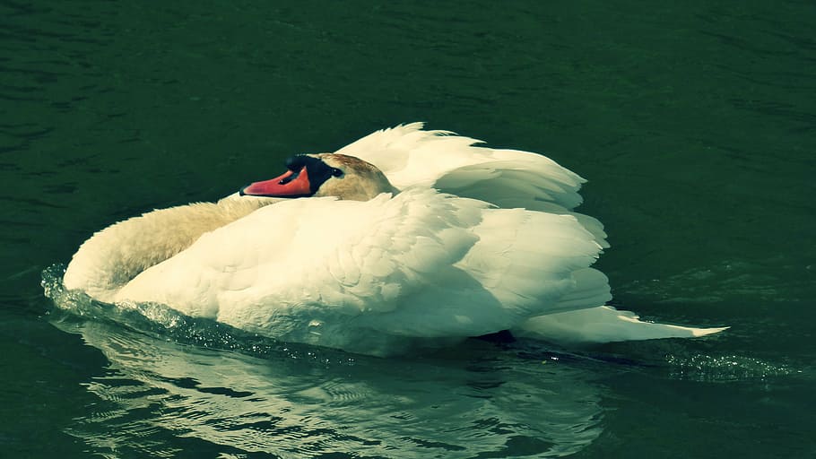 labut, aquós, ocell, aigua, animals a la natura, temes d'animals, animal, fauna animal, davant del mar, un animal, vertebrats, cigne, llac, nedar, ocell aquàtic, dia, Color blanc, cap gent, naturalesa, flotant a l'aigua, flotant, coll d'animals, 4K