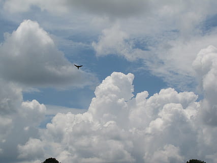 fugl, flyvende, himmel, dagtimerne, skyer, miljø, cloudscape, fluffy, høj, udendørs, klima, himlen, meteorologi, idyllisk, kulisse, ozon, overskyet, blå himmel, uklarhed, blå, hvid, sky - himmel, fly, luftfartøj, ingen mennesker, transportform, transportmidler, dag, natur, lav vinkel visning, dyre temaer, dyr, hvirveldyr, dyreliv, Midt i luften, på farten, bevægelse, direkte under, over, 4K, CC0, offentligt domæne, royaltyfrie